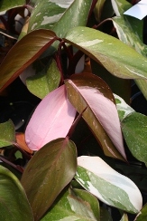Pink Princess Philodendron, Philodendron erubescens 'Pink Princess'